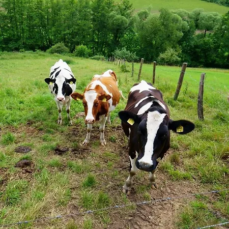 Hygge Feriehus Reichelsheim