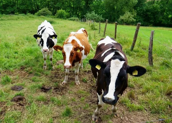 Hygge Дом отдыха Reichelsheim